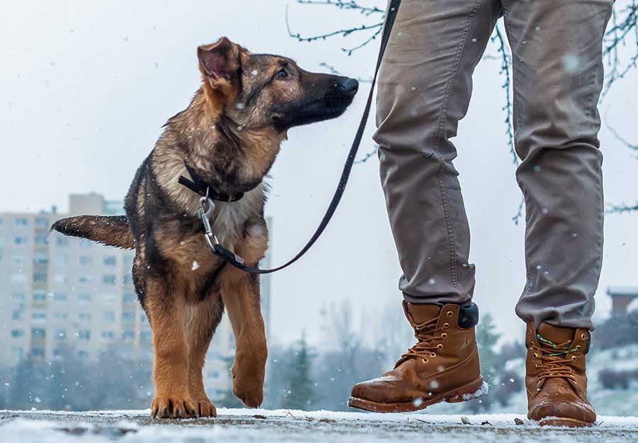 25 Tips for Walking Your Dog in The Winter Walking Dog in Snow